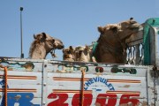 Kamele in Kairo